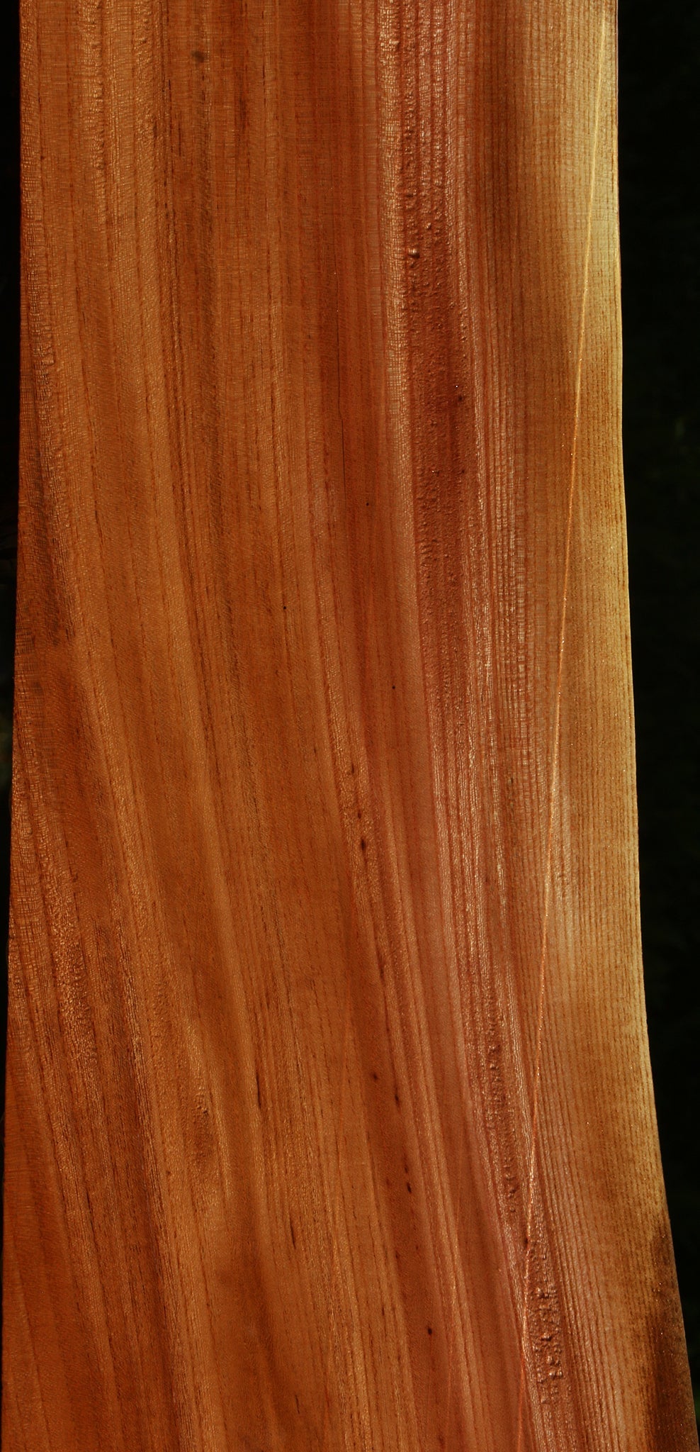 Chinese Elm Live Edge Lumber