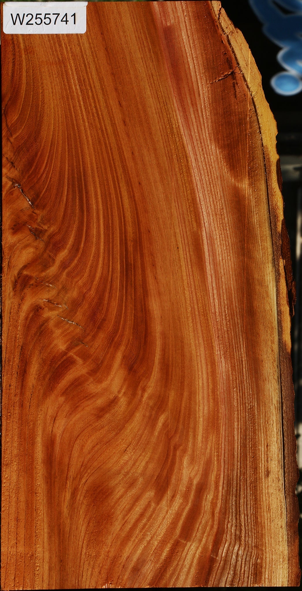 Extra Fancy Chinese Elm Live Edge Lumber