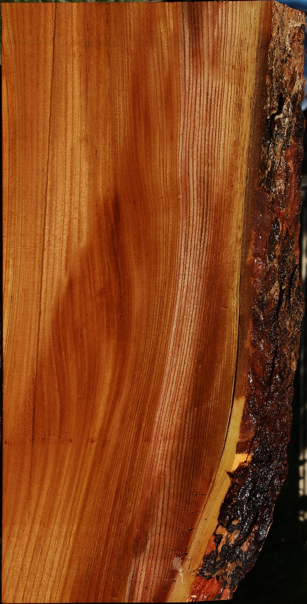 Extra Fancy Chinese Elm Live Edge Lumber