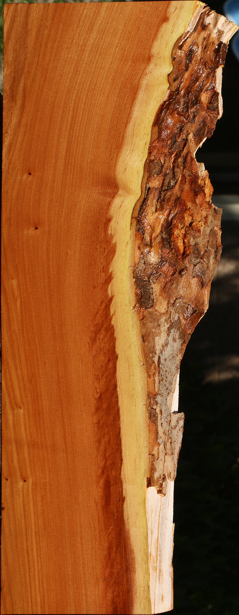 Chinese Elm Live Edge Lumber