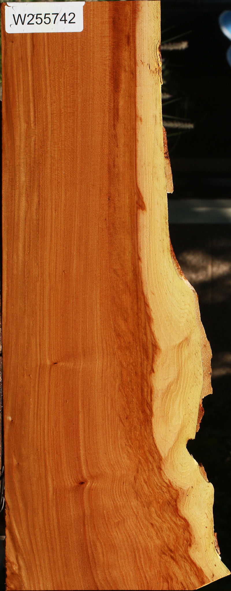 Chinese Elm Live Edge Lumber