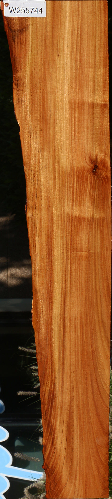 Chinese Elm Live Edge Lumber