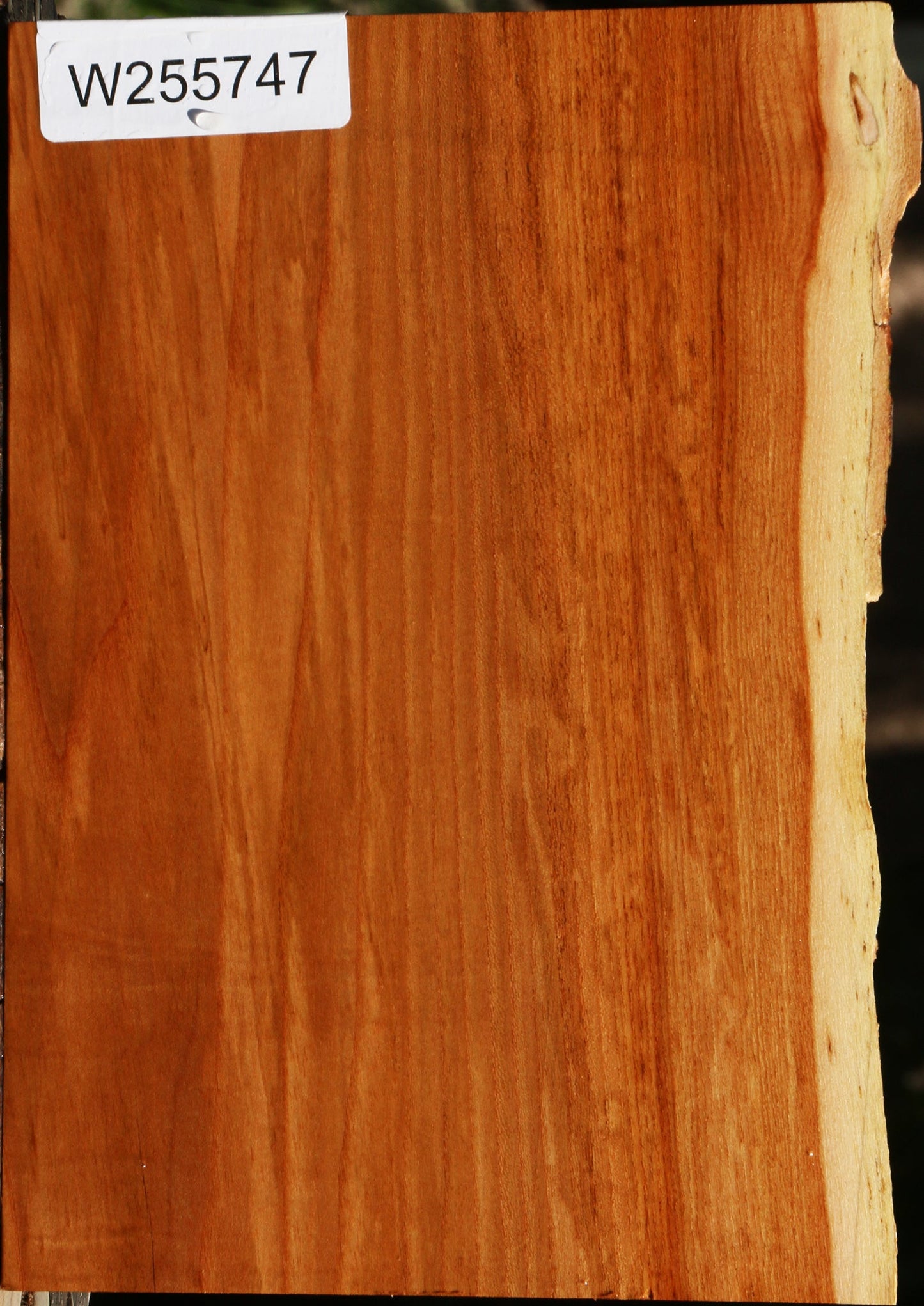 Chinese Elm Live Edge Lumber