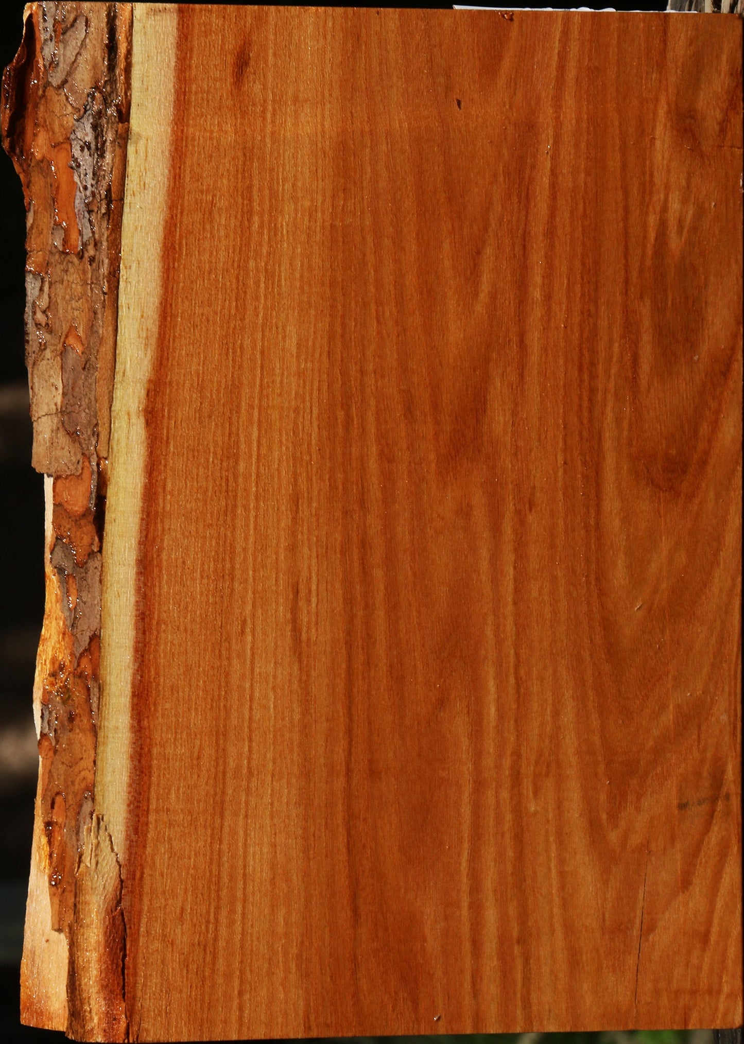 Chinese Elm Live Edge Lumber