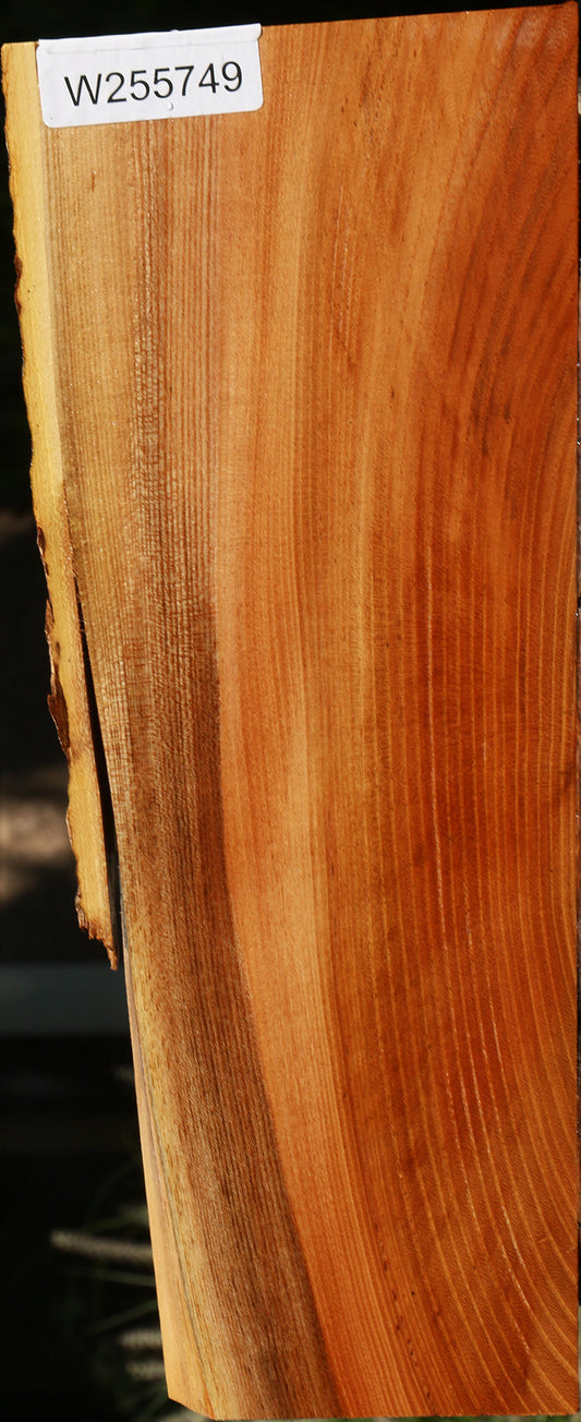 Chinese Elm Live Edge Lumber
