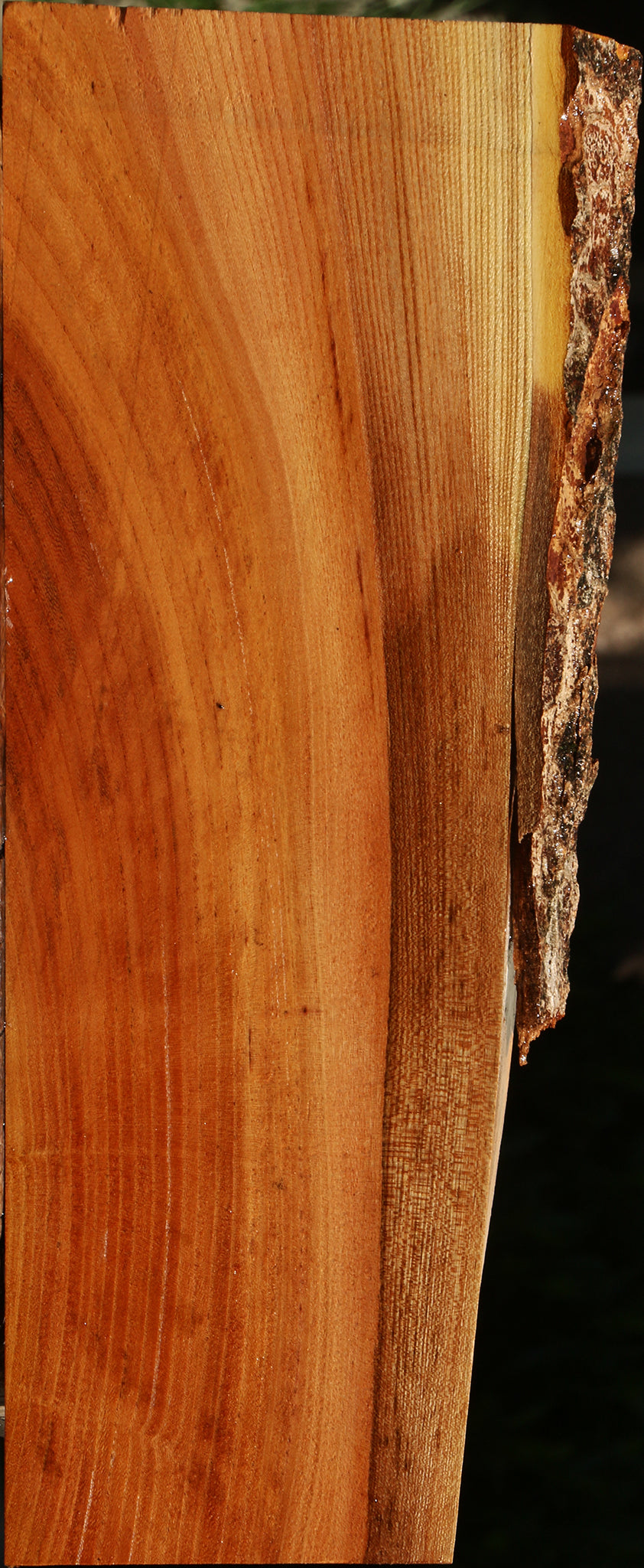Chinese Elm Live Edge Lumber