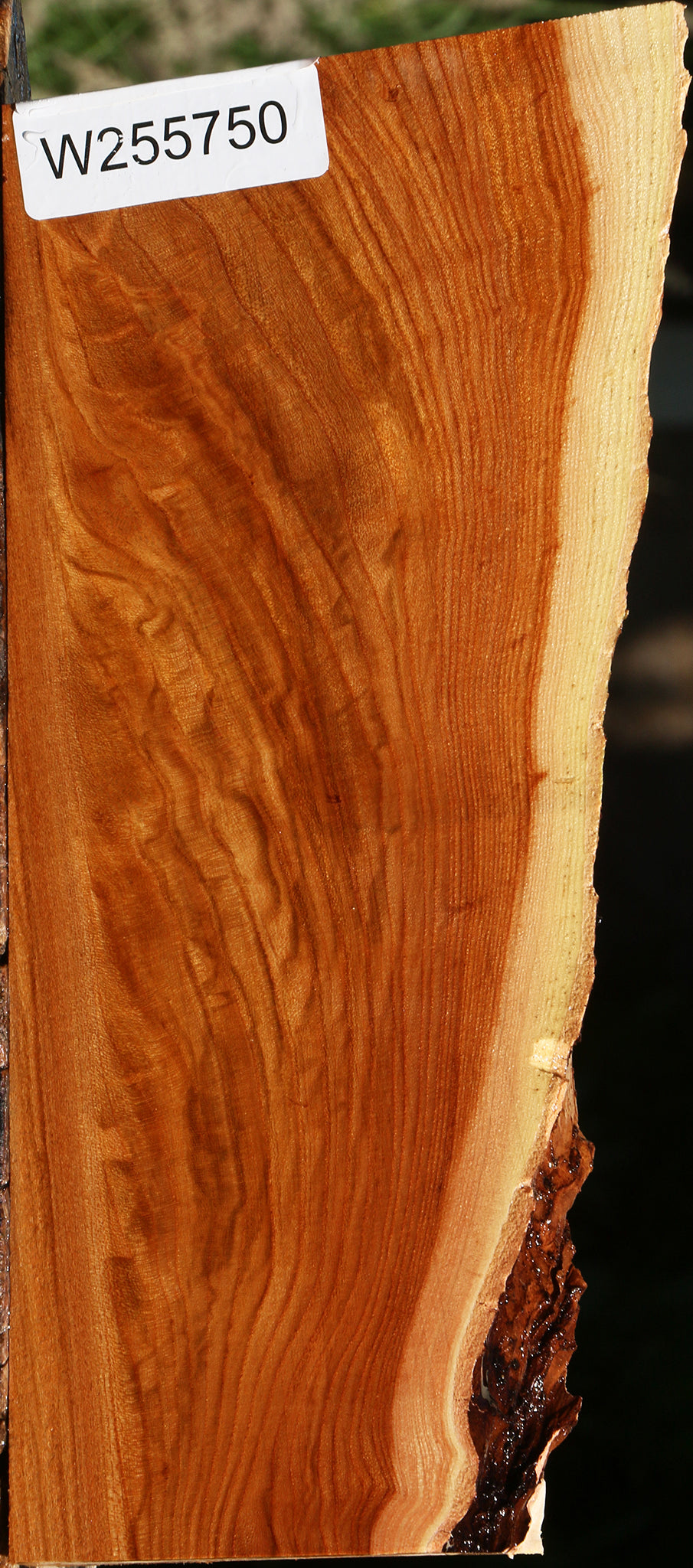 Figured Chinese Elm Live Edge Lumber