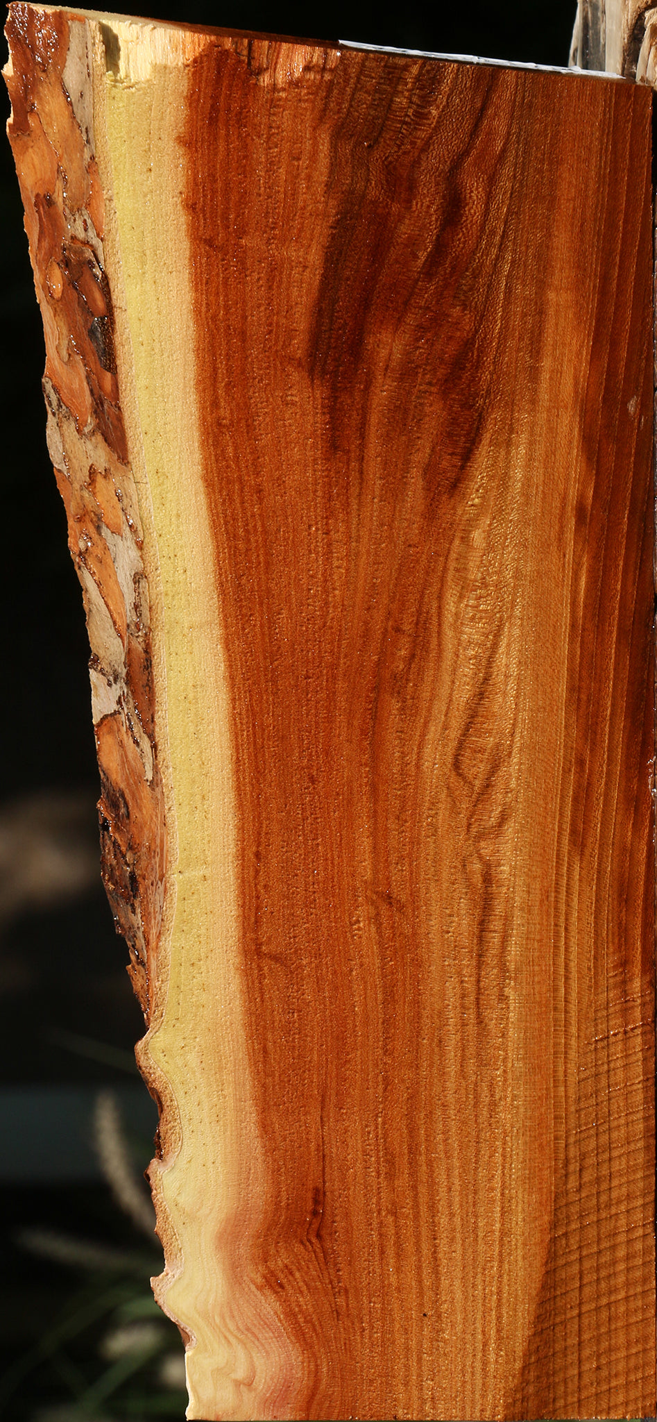 Figured Chinese Elm Live Edge Lumber