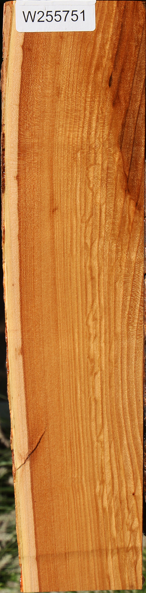 Chinese Elm Live Edge Lumber