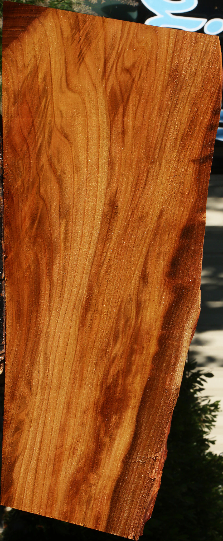 Chinese Elm Live Edge Mini Slab