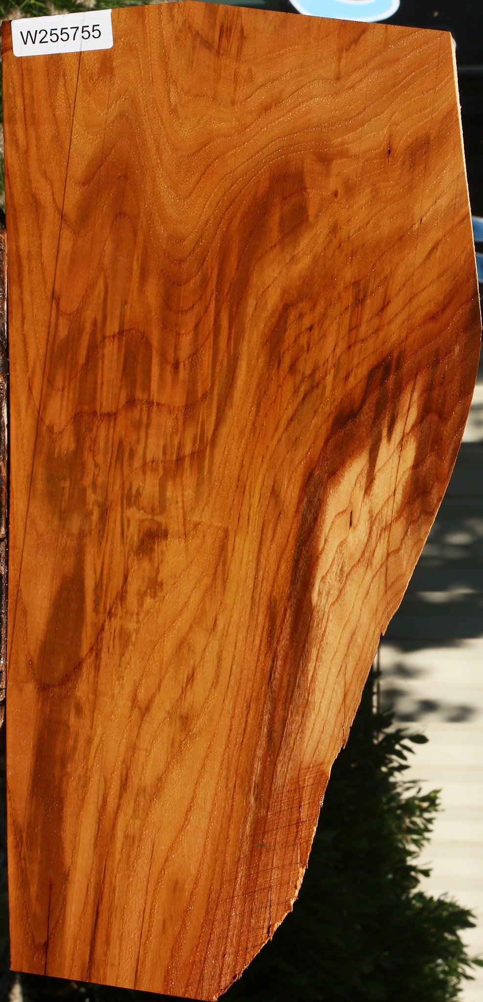 Rustic Chinese Elm Live Edge Mini Slab