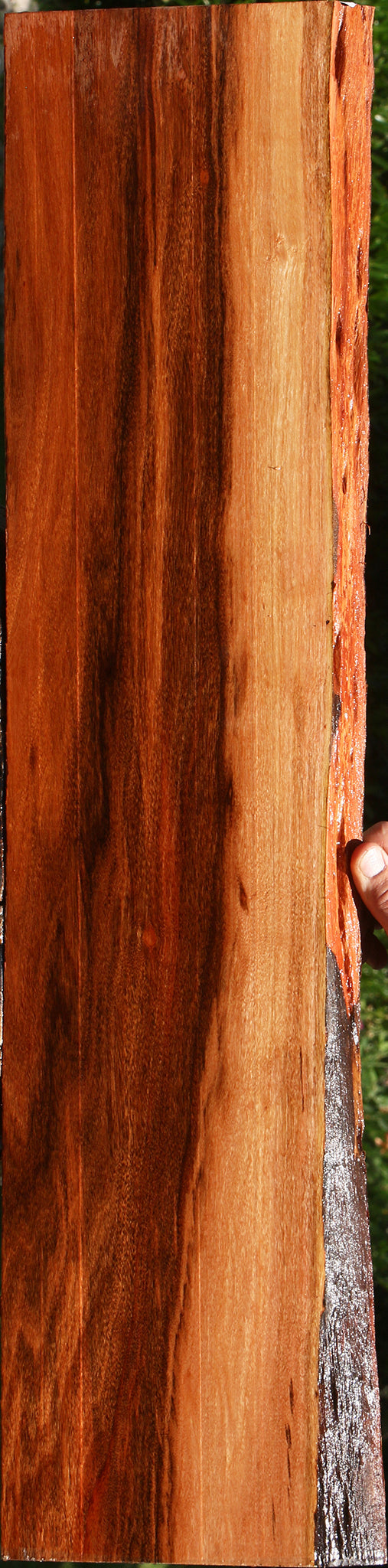Patagonian Rosewood Live Edge Lumber