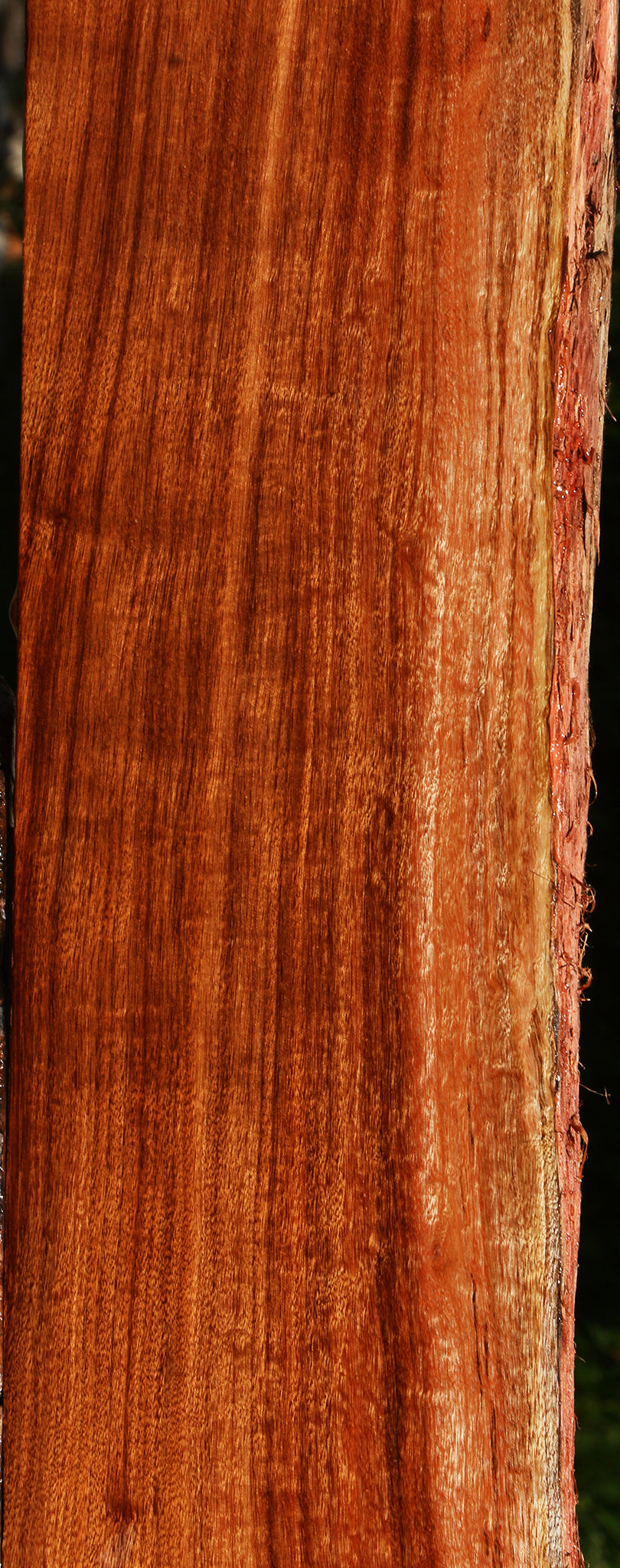Figured Patagonian Rosewood Live Edge Lumber