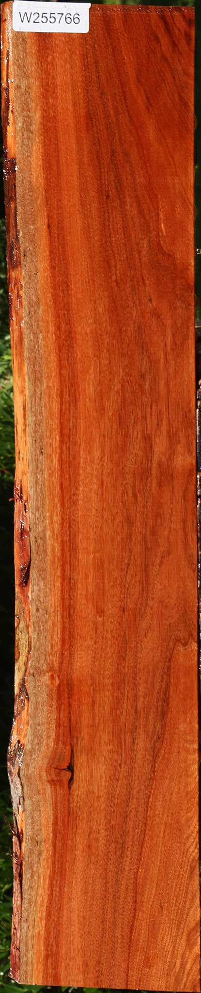 Patagonian Rosewood Live Edge Lumber