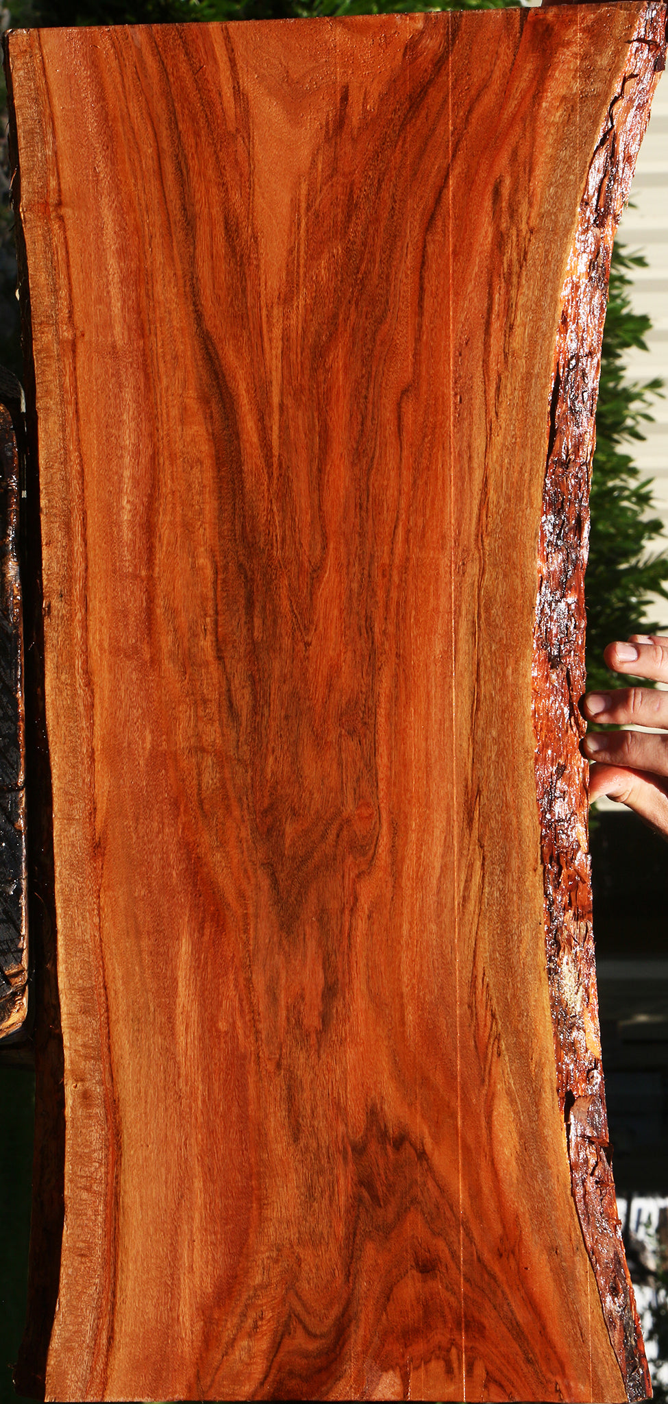 Figured Patagonian Rosewood Live Edge Lumber