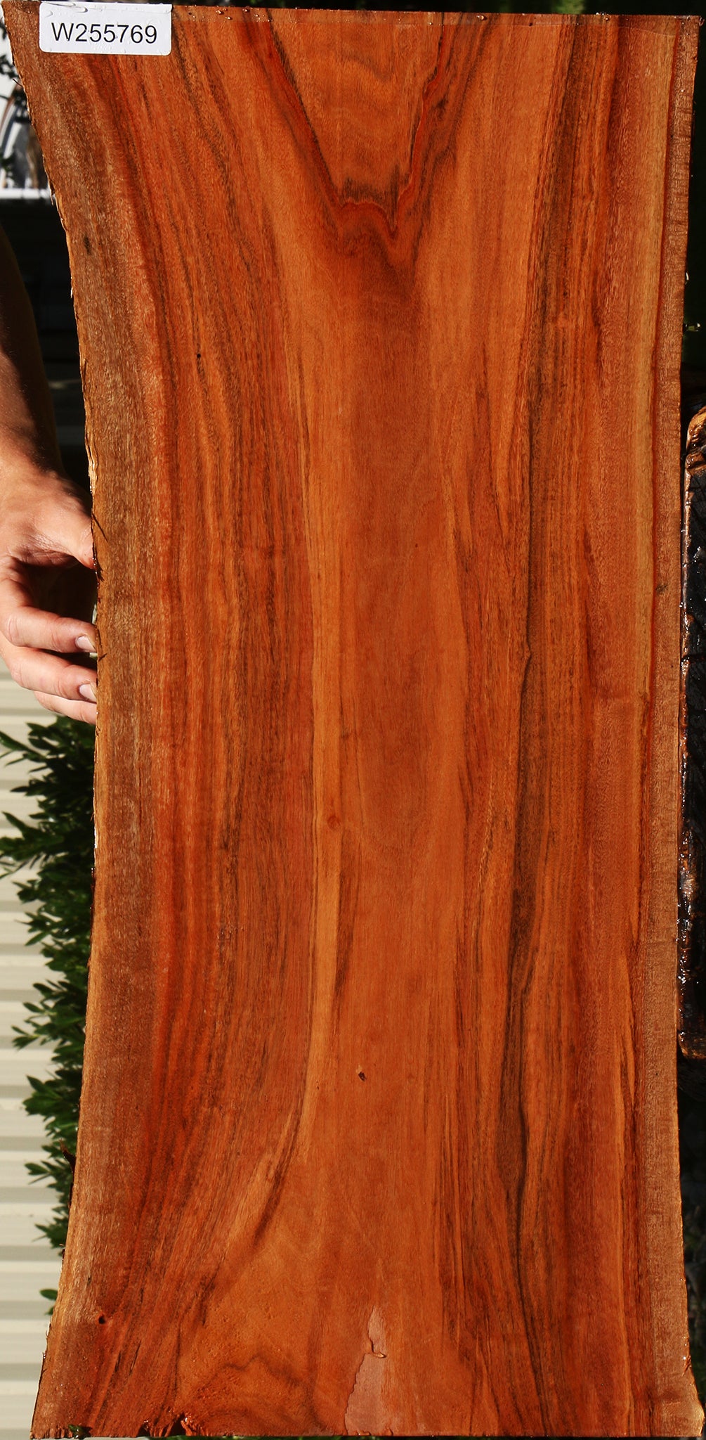 Figured Patagonian Rosewood Live Edge Lumber