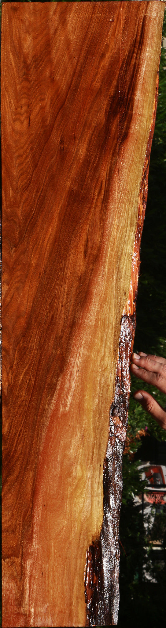 Extra Fancy Patagonian Rosewood Live Edge Lumber