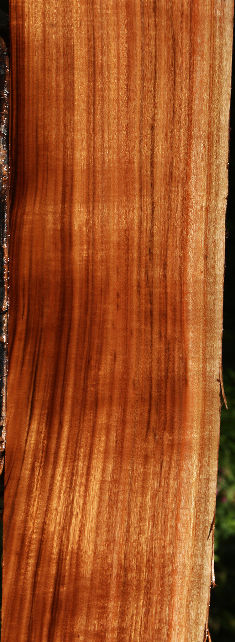 Figured Patagonian Rosewood Live Edge Lumber