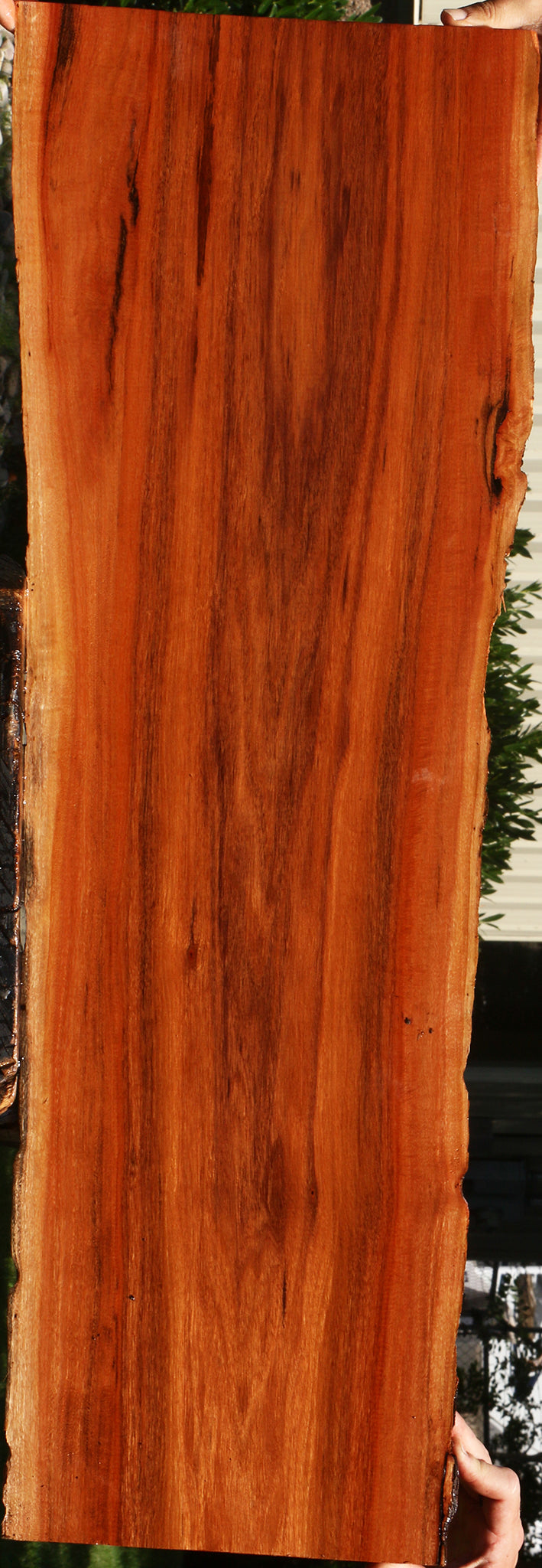 Patagonian Rosewood Live Edge Lumber