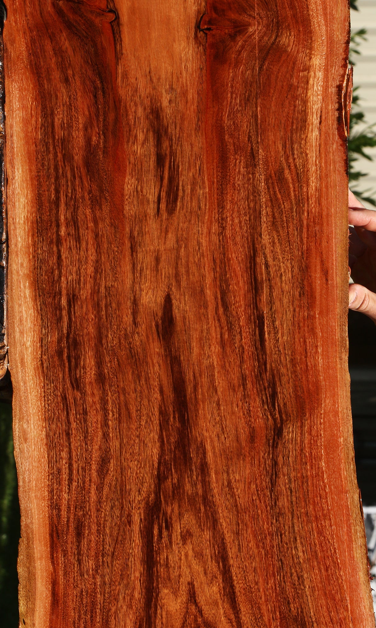 Extra Fancy Patagonian Rosewood Live Edge Lumber