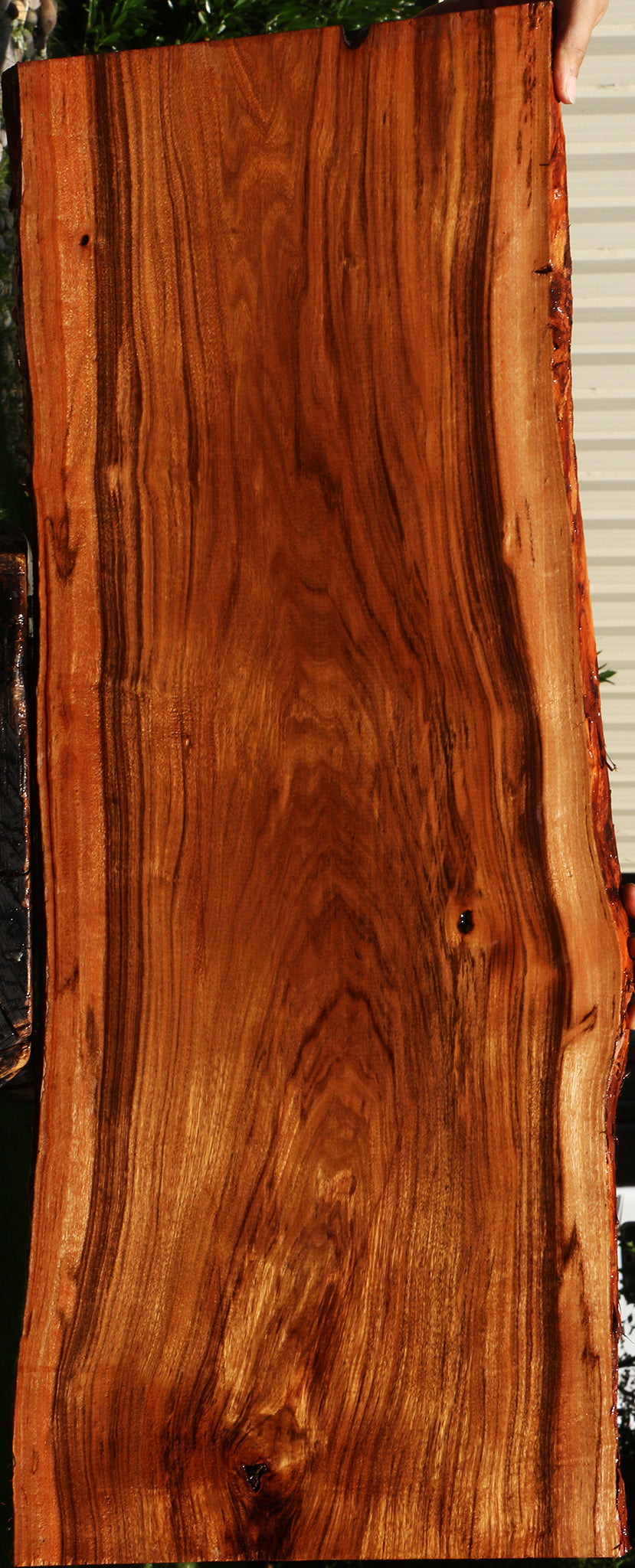 Patagonian Rosewood Live Edge Lumber