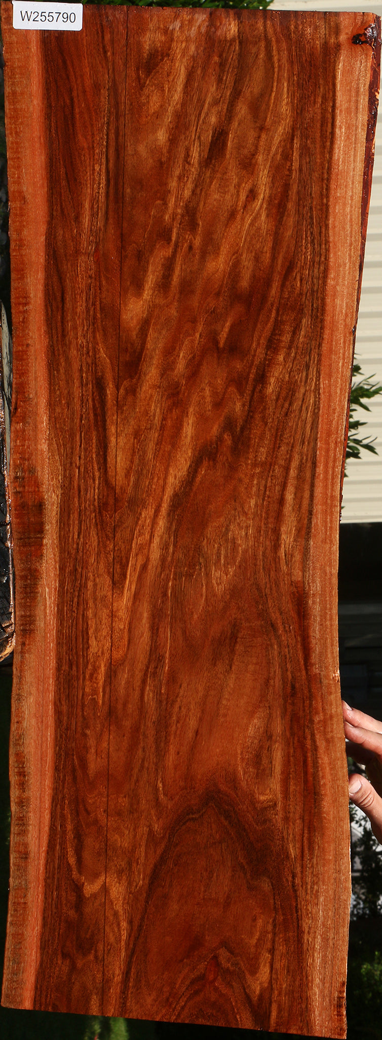 Figured Patagonian Rosewood Live Edge Lumber