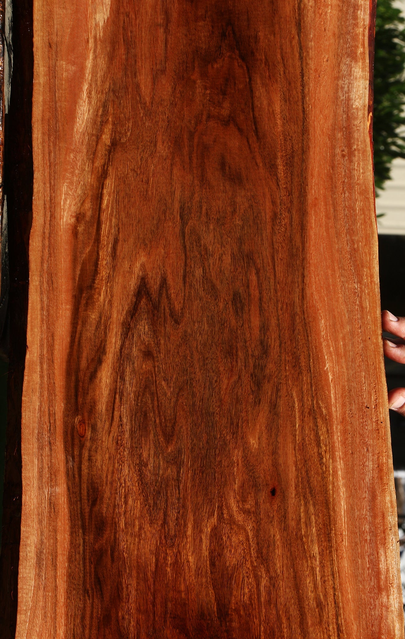 Figured Patagonian Rosewood Live Edge Lumber