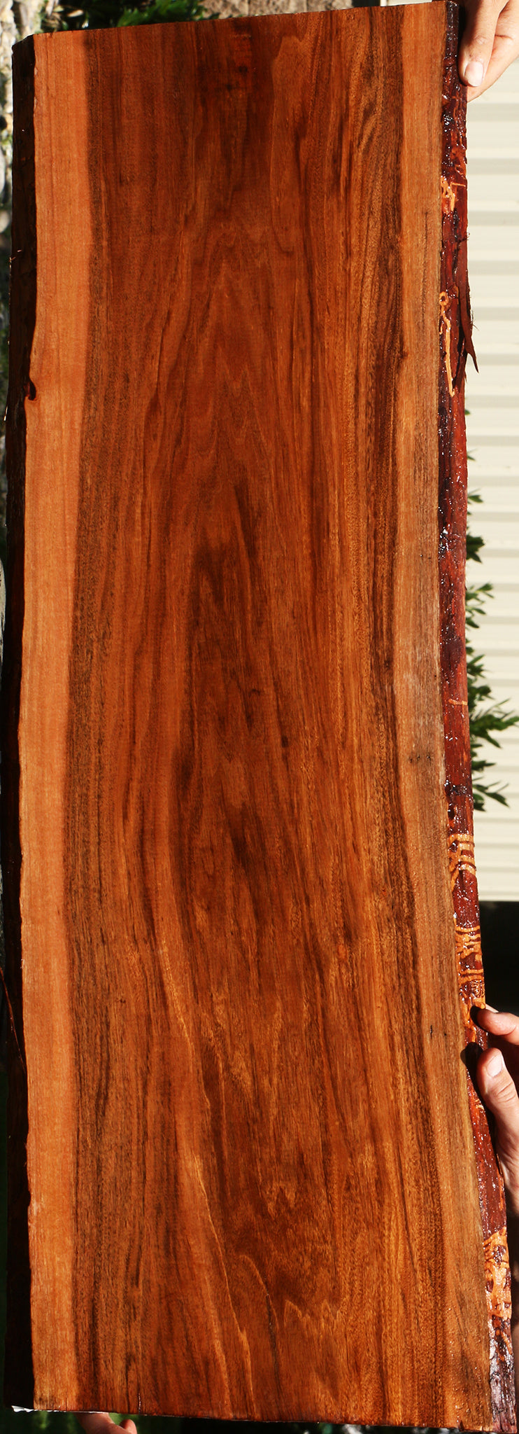 Figured Patagonian Rosewood Live Edge Lumber