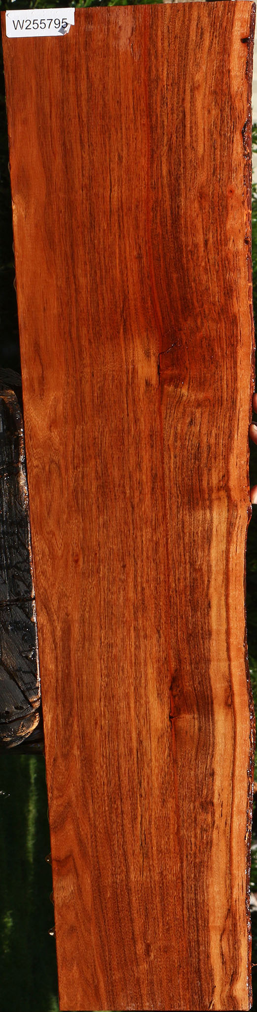 Patagonian Rosewood Live Edge Lumber