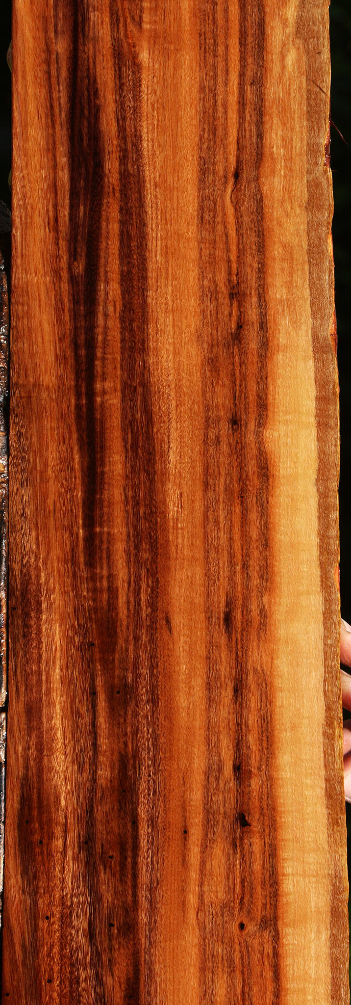 Extra Fancy Patagonian Rosewood Live Edge Micro Lumber