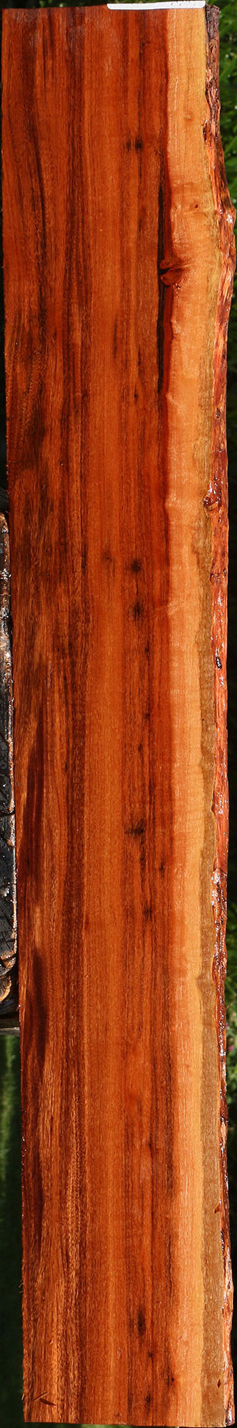 Extra Fancy Patagonian Rosewood Live Edge Micro Lumber