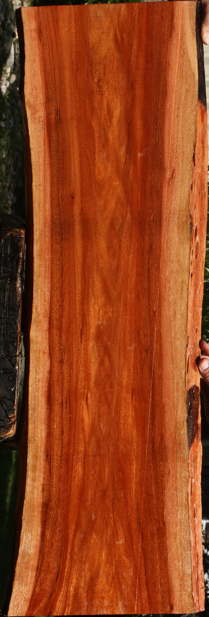 Patagonian Rosewood Live Edge Lumber