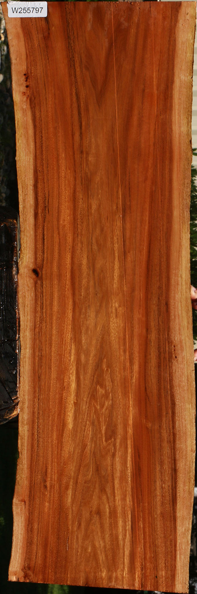 Patagonian Rosewood Live Edge Lumber