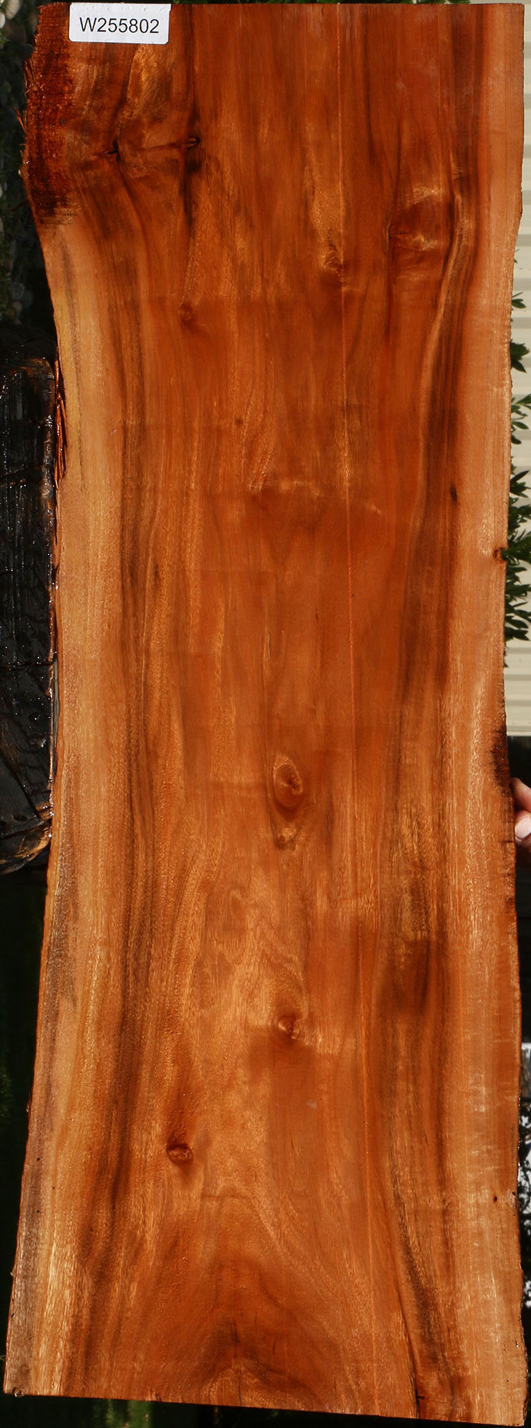 Figured Patagonian Rosewood Live Edge Lumber