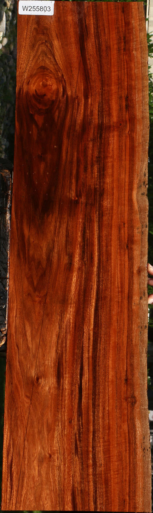 Patagonian Rosewood Live Edge Micro Lumber