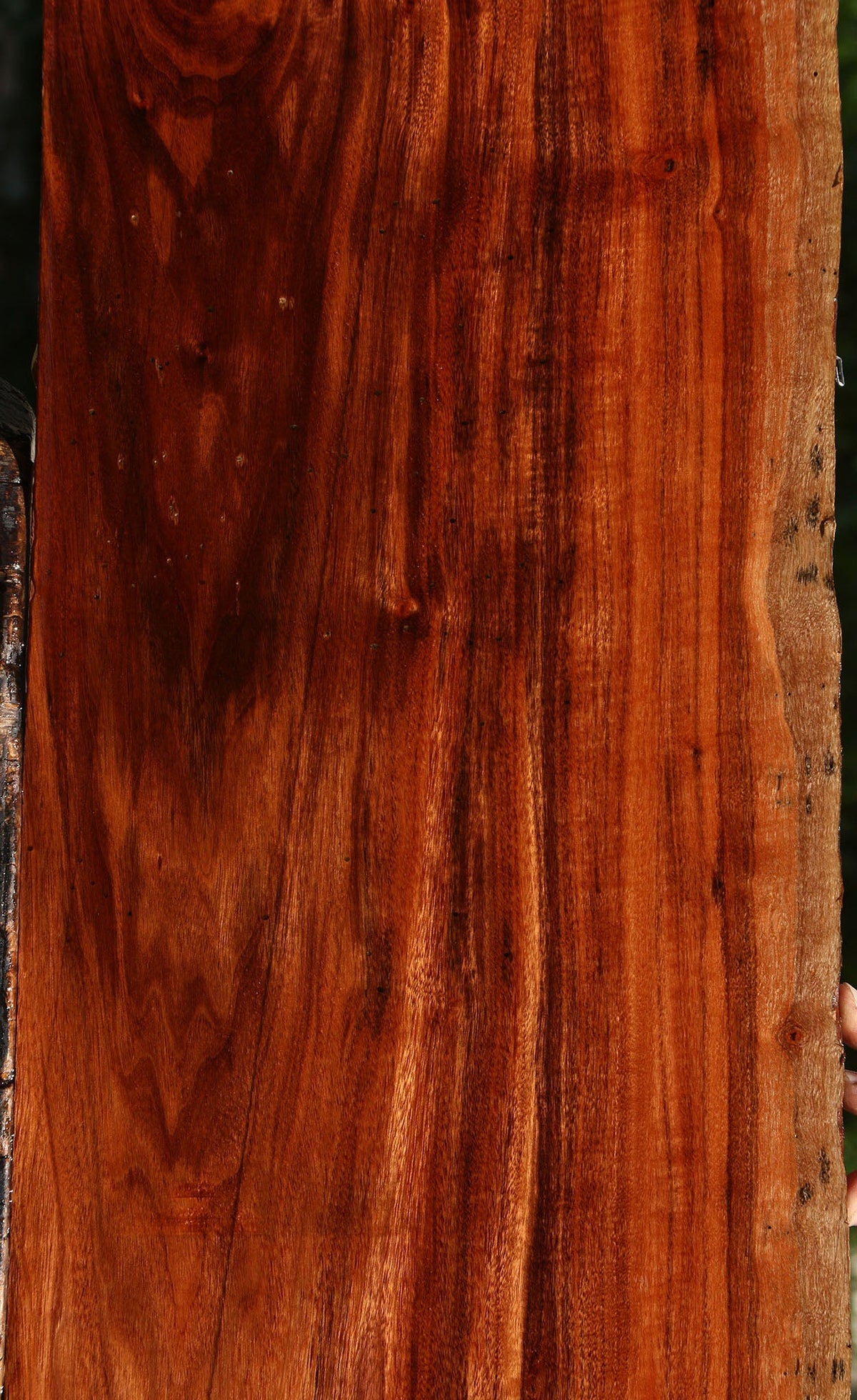 Patagonian Rosewood Live Edge Micro Lumber