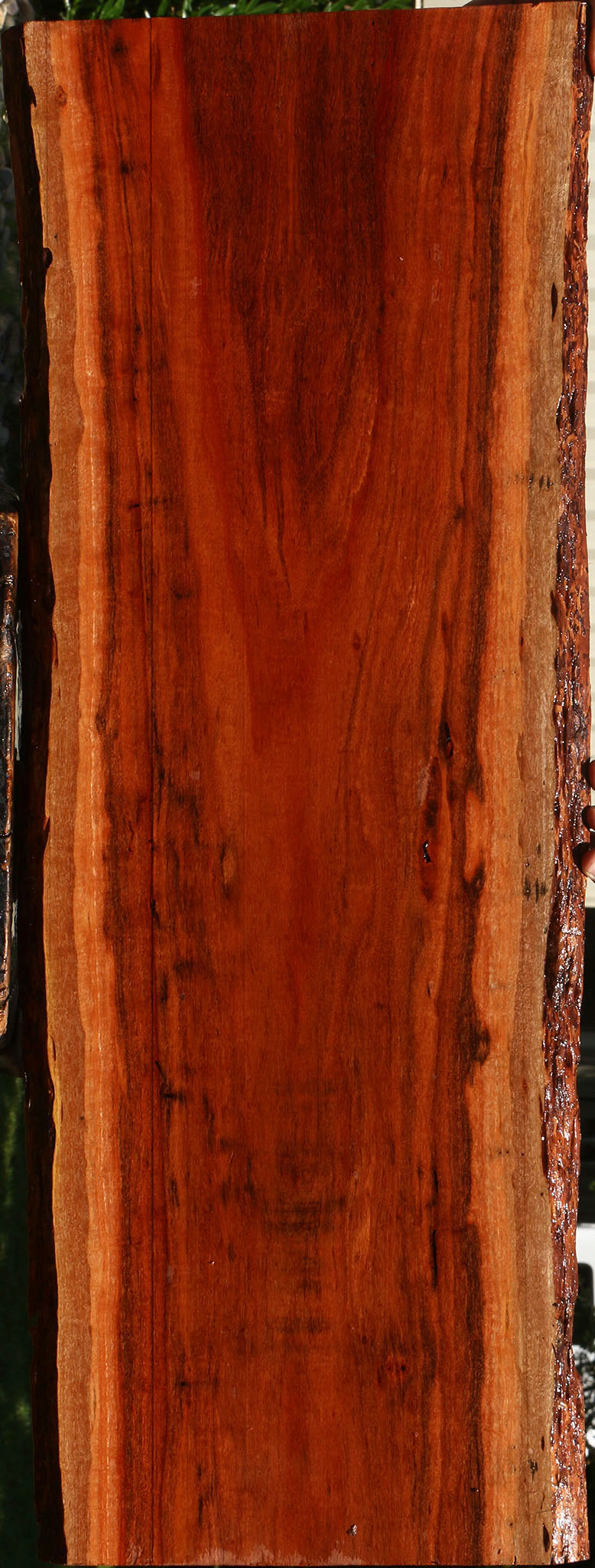 Patagonian Rosewood Live Edge Lumber