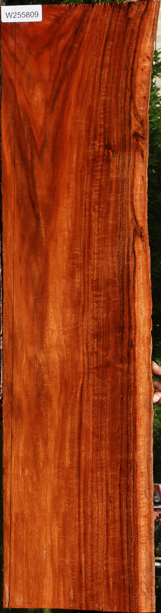 Extra Fancy Patagonian Rosewood Live Edge Lumber