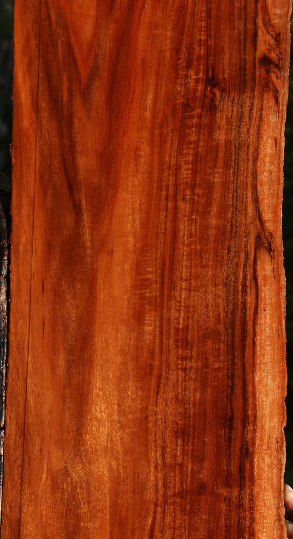 Extra Fancy Patagonian Rosewood Live Edge Lumber