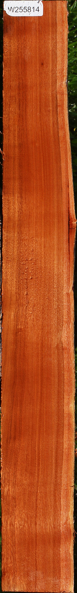Patagonian Rosewood Live Edge Lumber