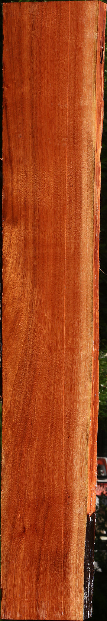 Patagonian Rosewood Live Edge Lumber