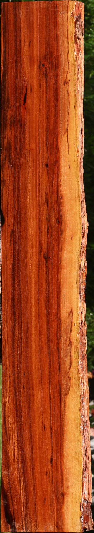 Figured Patagonian Rosewood Live Edge Lumber