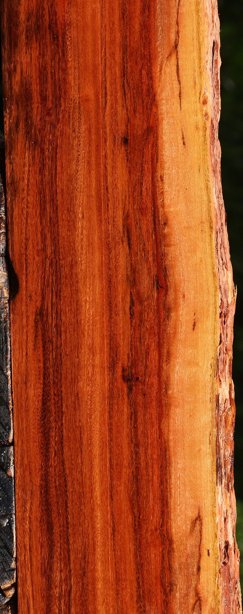 Figured Patagonian Rosewood Live Edge Lumber