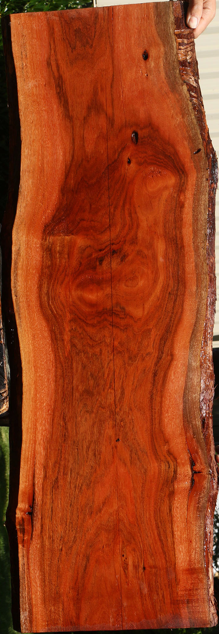 Figured Patagonian Rosewood Live Edge Lumber