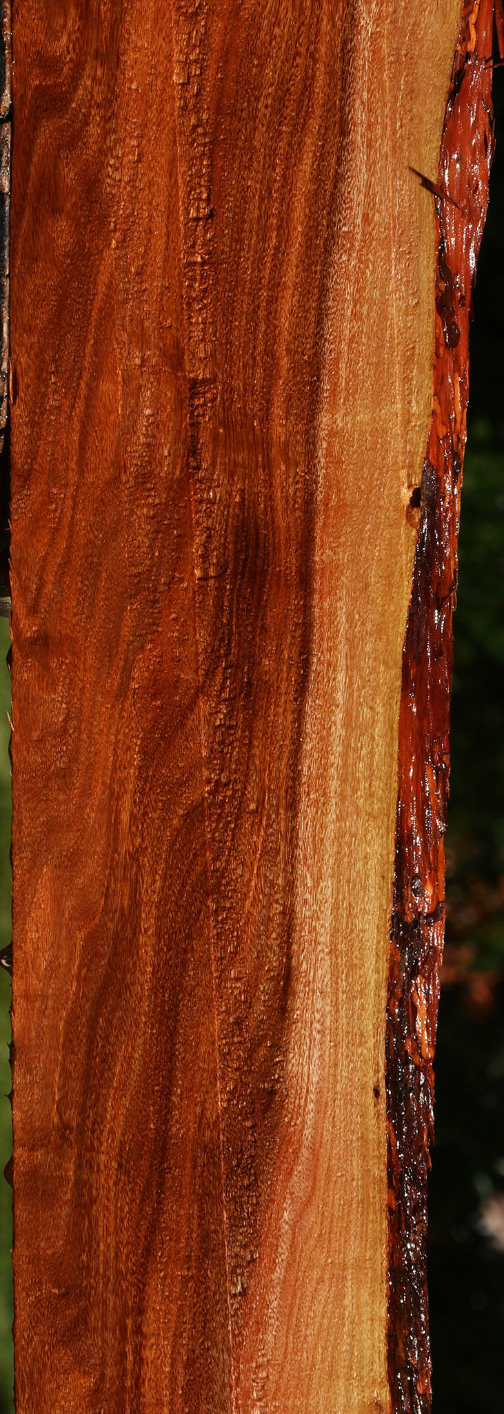 Figured Patagonian Rosewood Live Edge Lumber