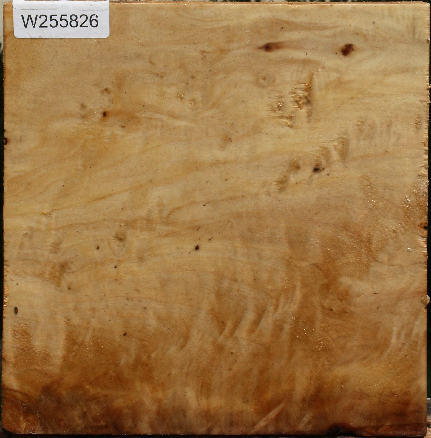 Figured Black Cottonwood Bowl Blank