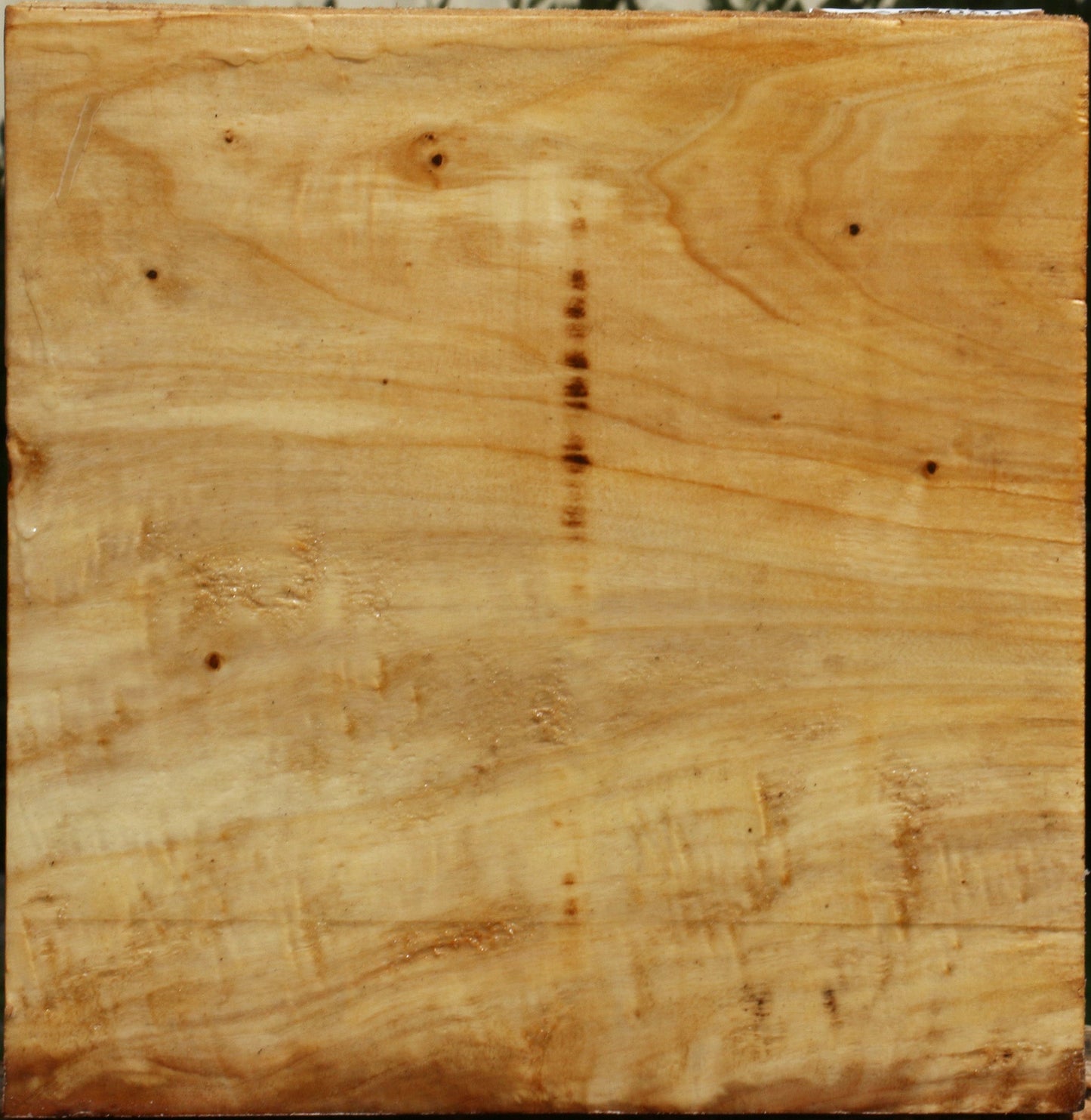 Figured Black Cottonwood Bowl Blank