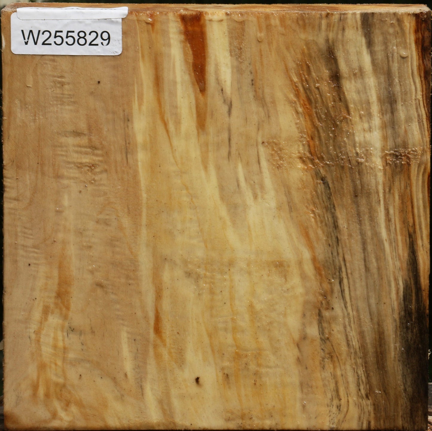 Black Cottonwood Bowl Blank