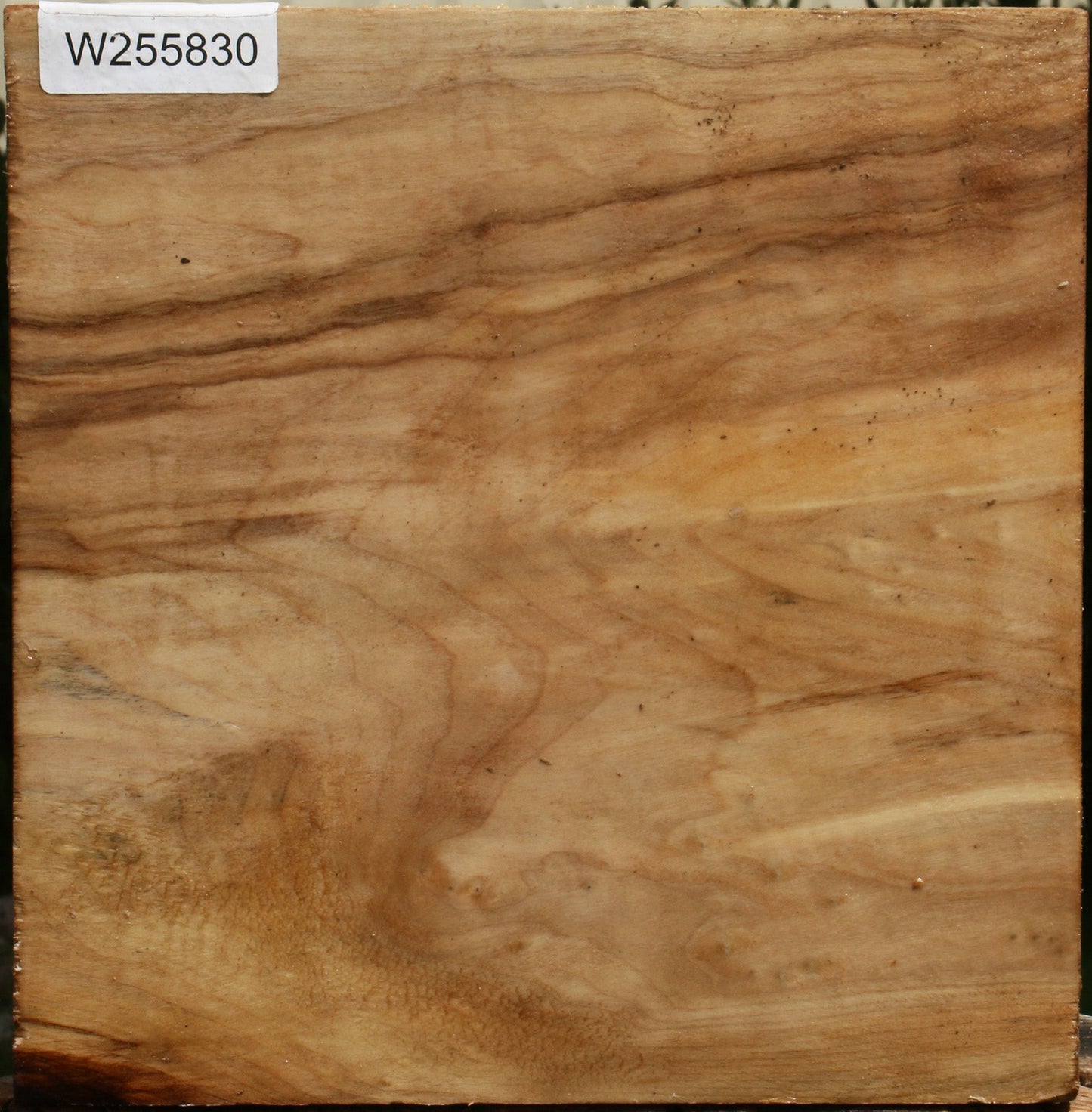 Black Cottonwood Turning Blank