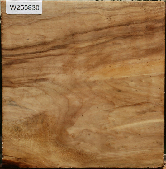 Black Cottonwood Turning Blank